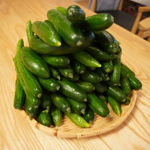 家庭菜園におすすめの夏野菜 大量収穫を目指すならおすすめはコレ ゆるくまじめに