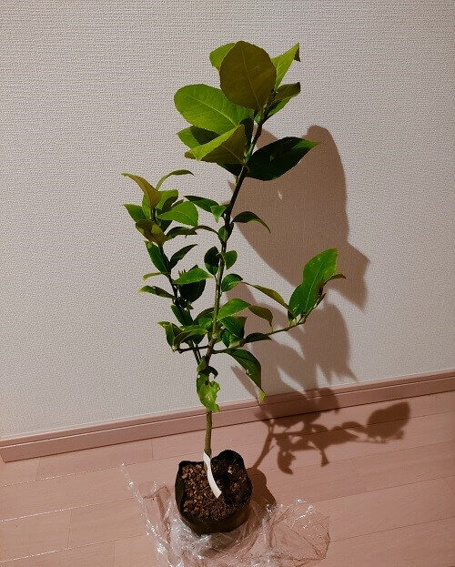 鉢植えレモン　苗　到着