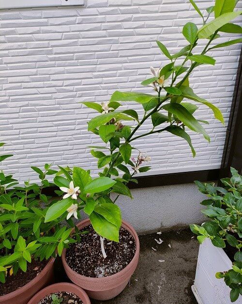 鉢植えレモン開花